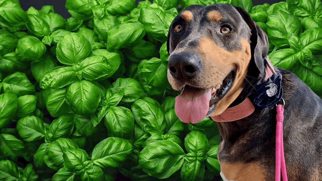 Is Basil Safe for Dogs