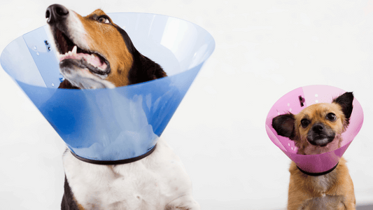 What Is an E Collar For Dogs
