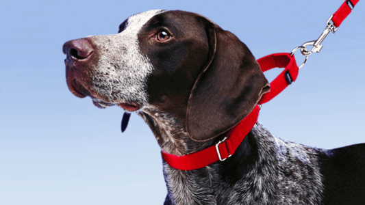 What is a Martingale Dog Collar