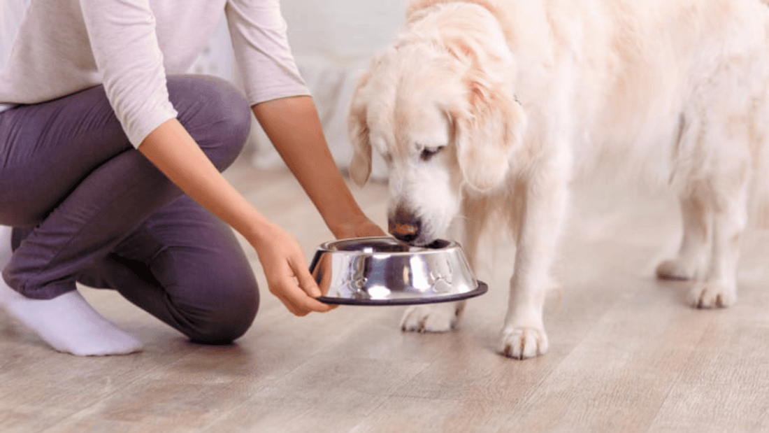 When to Put Diabetic Dog Down