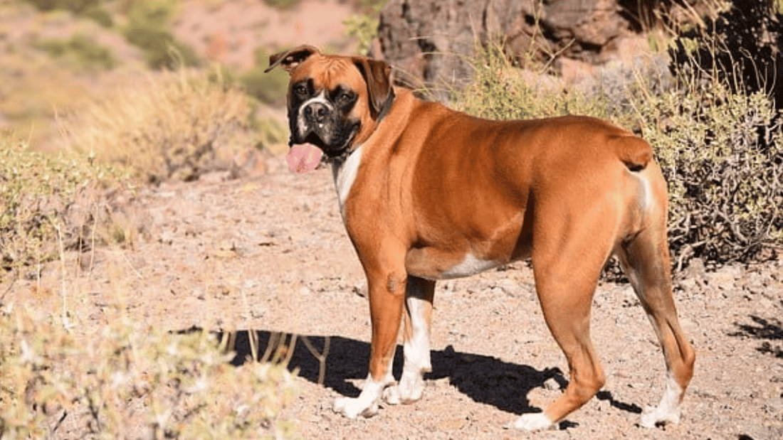 Why Boxers are the Worst Dogs: Debunking Common Misconceptions