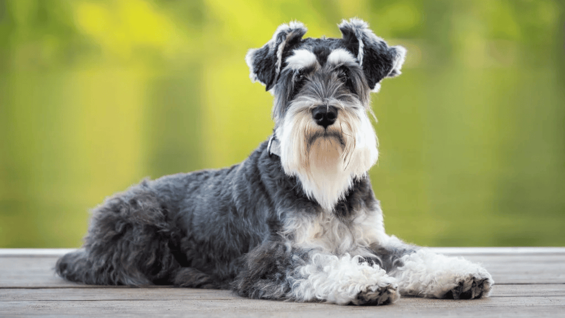 Why Schnauzers Are the Worst Dogs