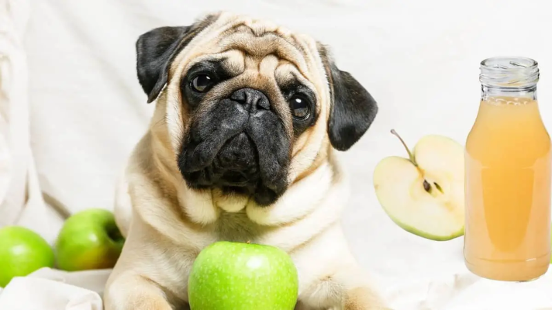 Can Dogs Drink Apple Juice? -What You Need to Know