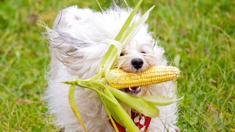 Can Dogs Eat Corn? -What You Should Consider