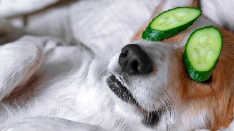 Can Dogs Eat Cucumbers? -What You Need to Know