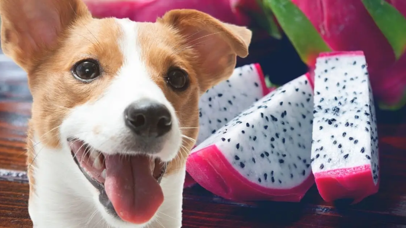 Can Dogs Eat Dragon Fruit? -Find Out Here