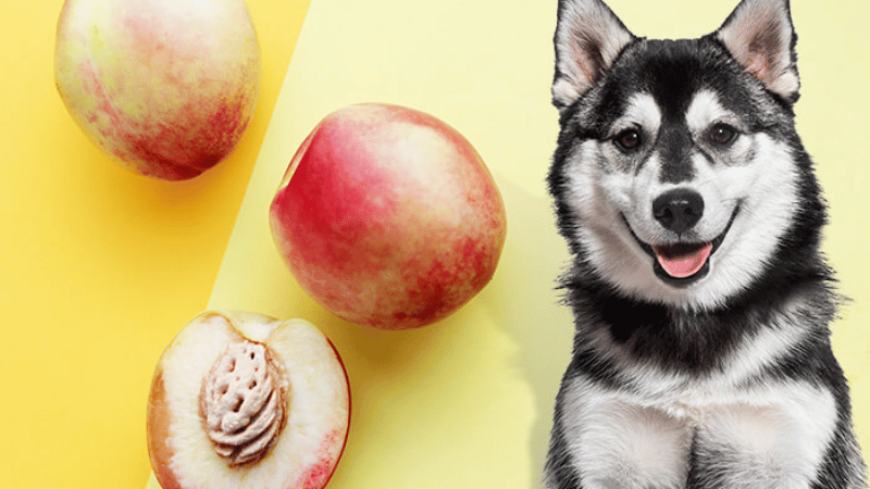 can dogs eat nectarines