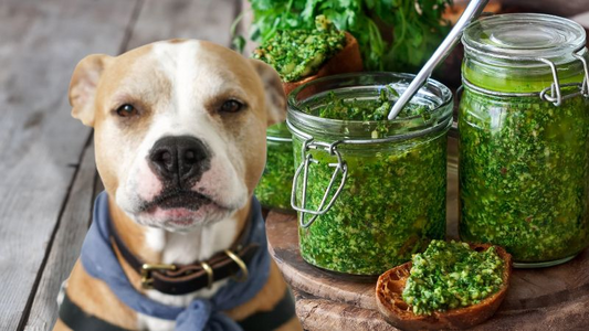 Can Dogs Eat Pesto? -A Guide to Feeding Your Furry Friend