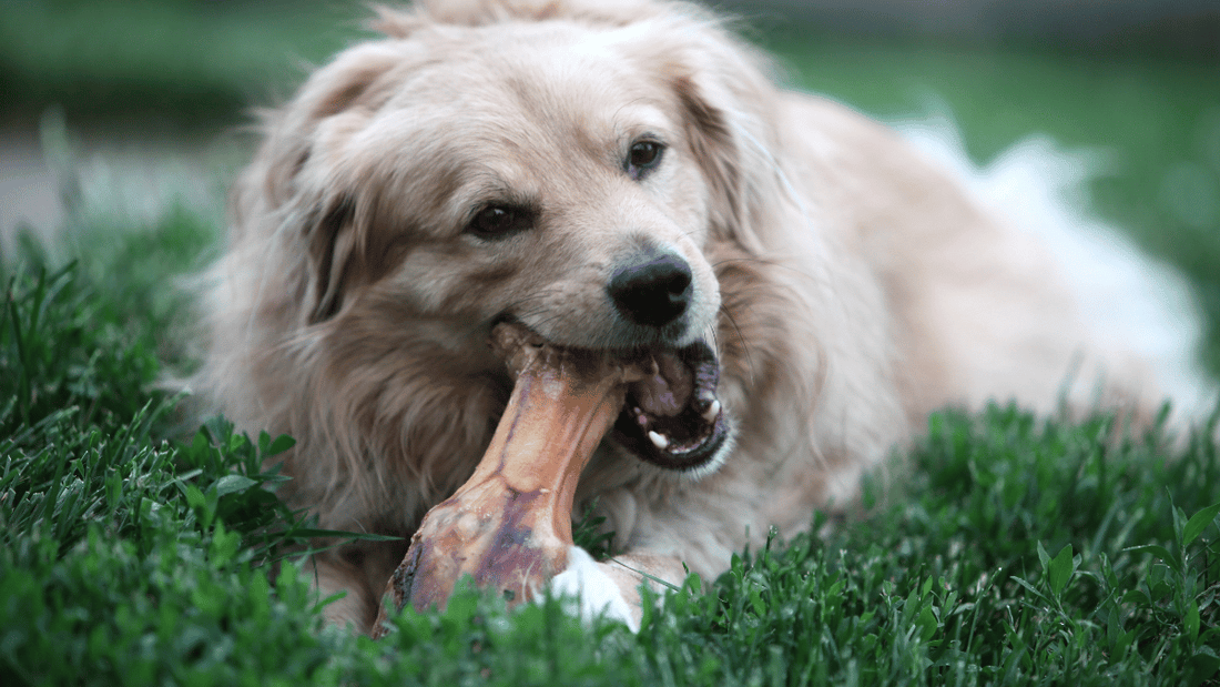 can dogs eat pork bones