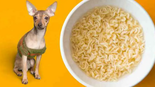 Can Dogs Eat Ramen Noodles? -What You Need to Know