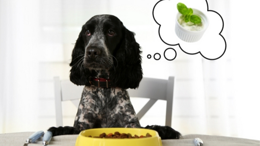 Can Dogs Eat Ranch Dressing? -What You Need to Know