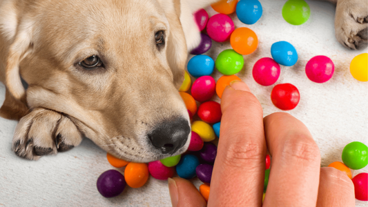 Can Dogs Eat Skittles? -What You Need to Know