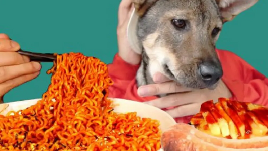 Can Dogs Eat Spicy Food? -Risks and Considerations