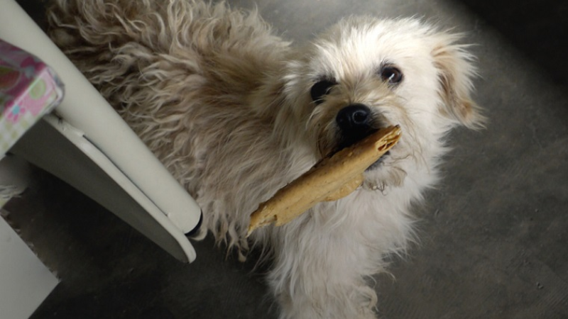 Can Dogs Eat Tortillas? -What You Need to Know