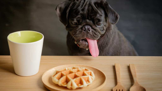 Can Dogs Eat Waffles? -What You Need to Know