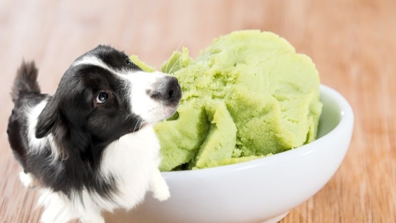 Can Dogs Eat Wasabi? -What You Need to Know