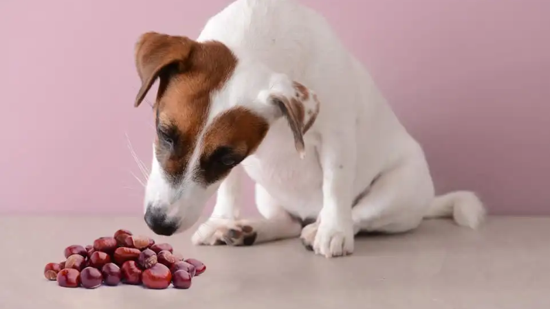 Can Dogs Eat Water Chestnuts? -Here's What You Should Know