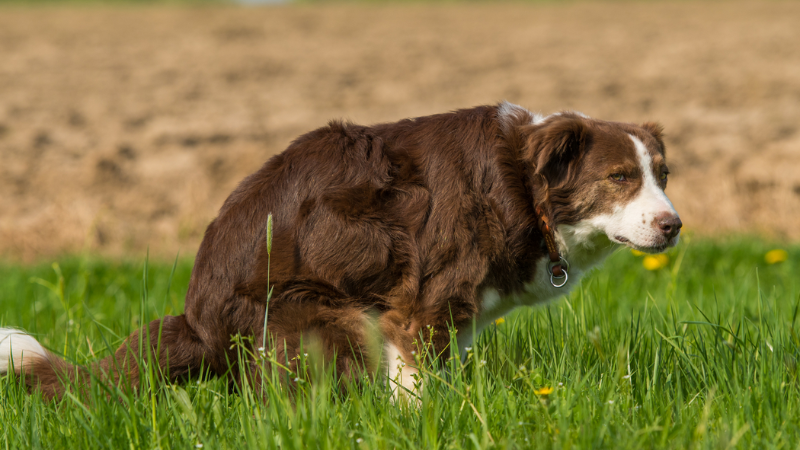 Can Dogs Get Hemorrhoids? -Understanding Canine Anorectal Health
