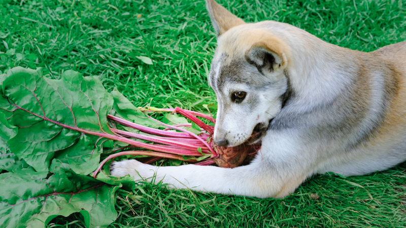 Are Beets Safe for Dogs? -What You Need to Know