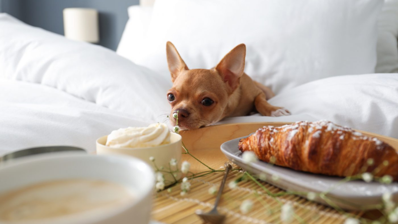 Is Butter Safe for Dogs to Eat? -What You Need to Know