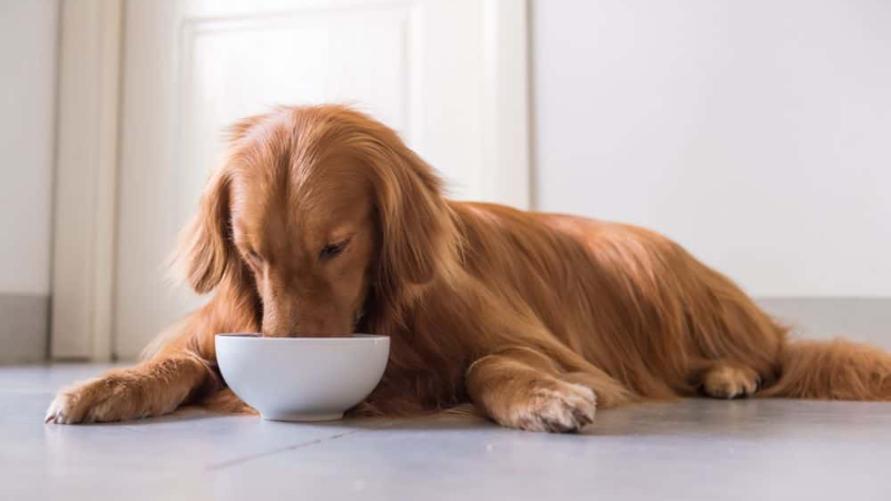 Can Dogs Have Chicken Broth? -The Benefits and Risks You Should Know