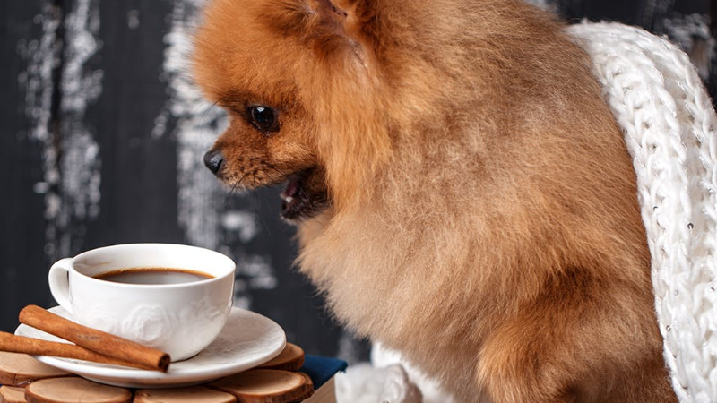 Can Dogs Drink Coffee? -Why It's Not Safe for Your Furry Friend