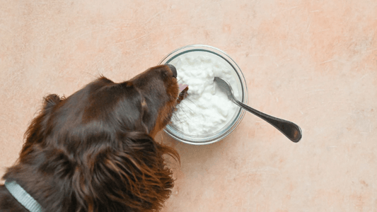 Can Dogs Have Cottage Cheese? -What You Need to Know