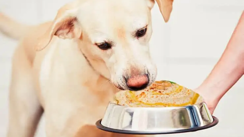 Can Dogs Have Hummus? -Understanding the Risks and Benefits