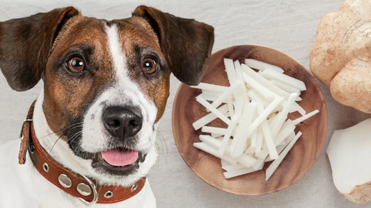 Can Dogs Eat Jicama? -Benefits and Precautions for Pet Owners