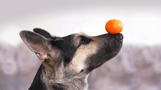Can Dogs Eat Mandarin Oranges? -What You Need to Know