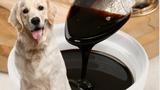 Is Molasses Safe for Dogs to Eat? -What Pet Owners Should Know