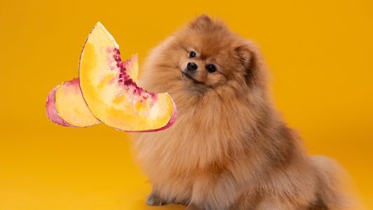 Can Dogs Eat Nectarines? -Risks and Benefits Explained