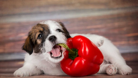 Can Dogs Eat Paprika? -Important Considerations for Pet Owners