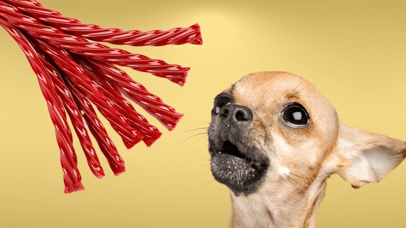 Can Dogs Eat Twizzlers? -Potential Risks and Precautions for Pet Owner