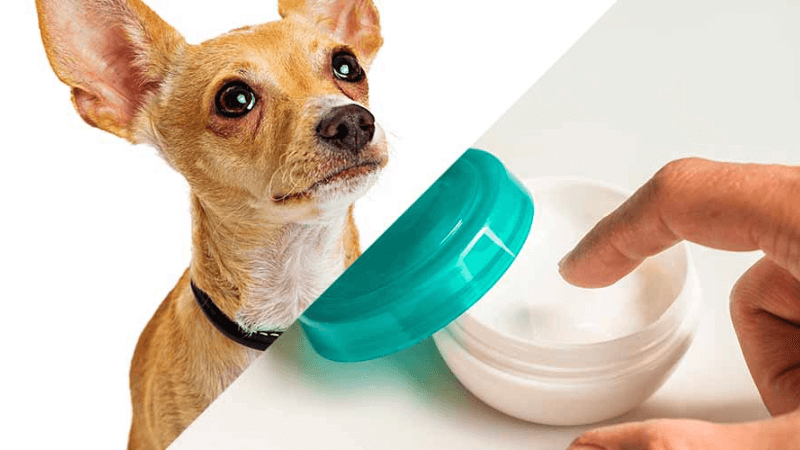 Can You Use Aquaphor on Your Dog-Important Consideration for Pet Owner