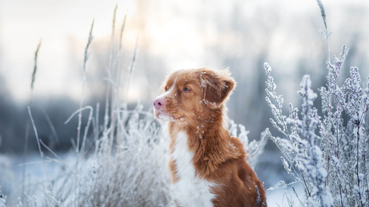 Cold is Too Cold for Dogs? -Understanding Canine Cold Weather Safety
