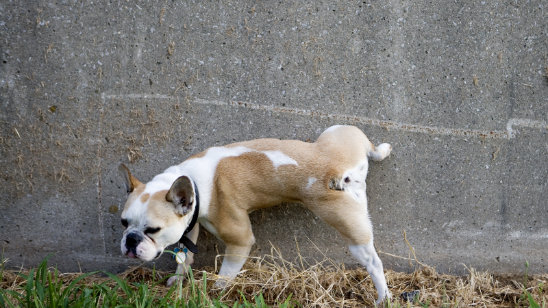How Long Can a Dog Go Without Peeing? -What You Need to Know