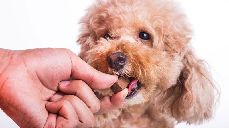 How Long Can a Dog Have Worms Before it Becomes Life-Threatening?