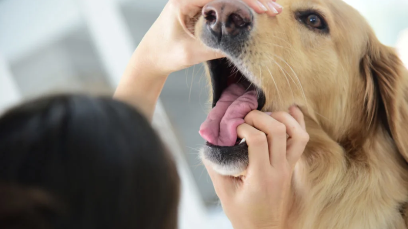 How to Make a Dog Vomit Safely: -A Step-by-Step Guide