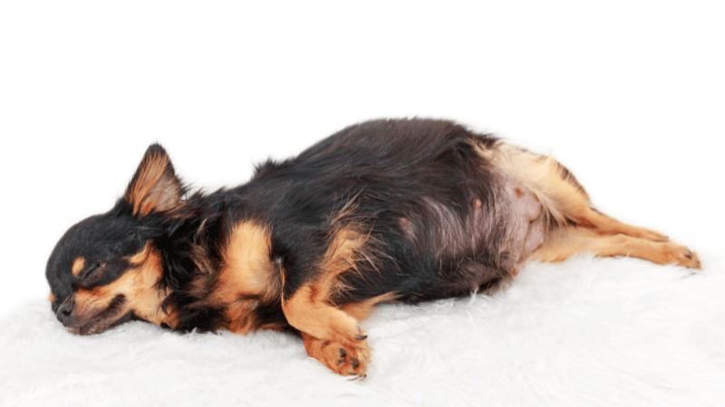 how to tell if your dog is pregnant