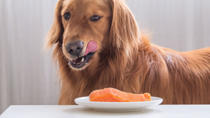is salmon good for dogs? -Why It's a Nutritious and Delicious Addition to Their Diet