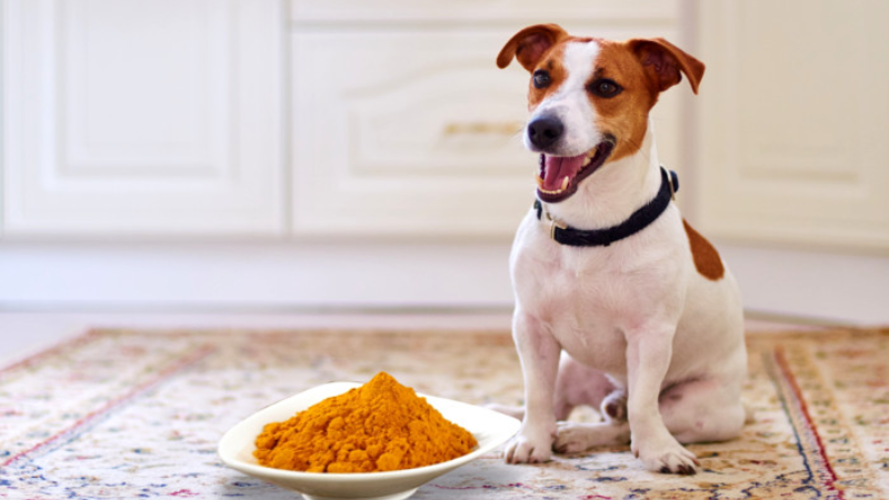 Is Turmeric Good for Dogs? -Benefits and Risks Explained