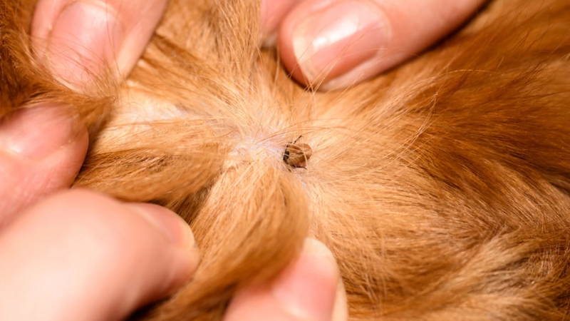 What do dog fleas look like to the human eye? -What You Need to Know