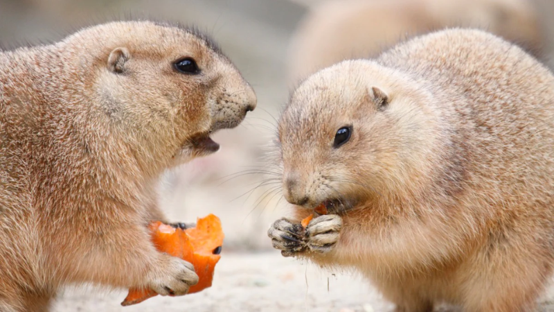 What Do Prairie Dogs Eat? -A Comprehensive Guide for Pet Owners