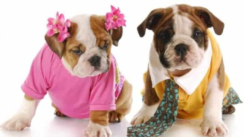 What Is a Male Dog Called? -Understanding Dog Gender Terminology