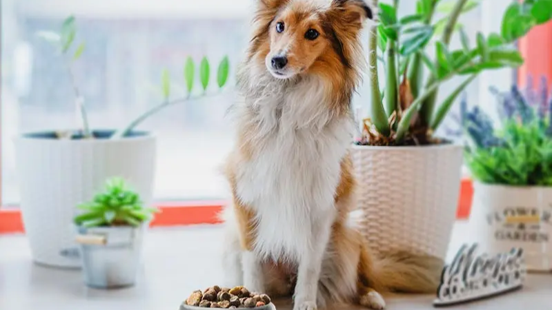 Chicken Meal in Dog Food: Benefits and Nutritional Value Explained