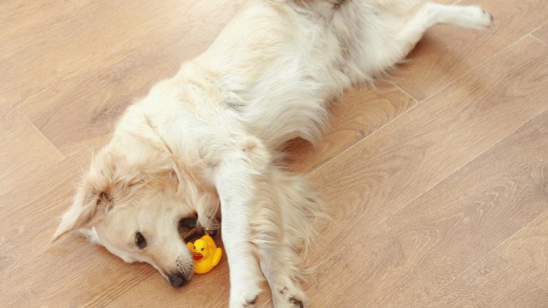 why do dogs like squeaky toys