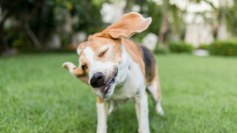 Why Does My Dog Keep Shaking His Head? -Common Causes and Solutions