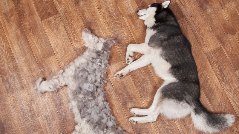 Why is My Dog Shedding So Much? -Common Causes and Solutions