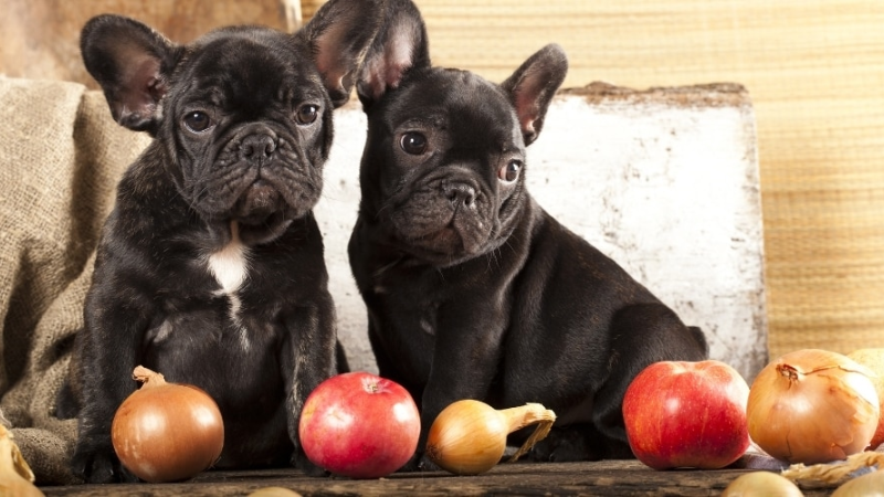 Can a Small Amount of Onion Harm Your Dog?